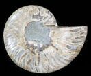 Agatized Ammonite Fossil (Half) #38781-1